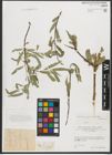 Foto von Salix pycnostachya Andersson